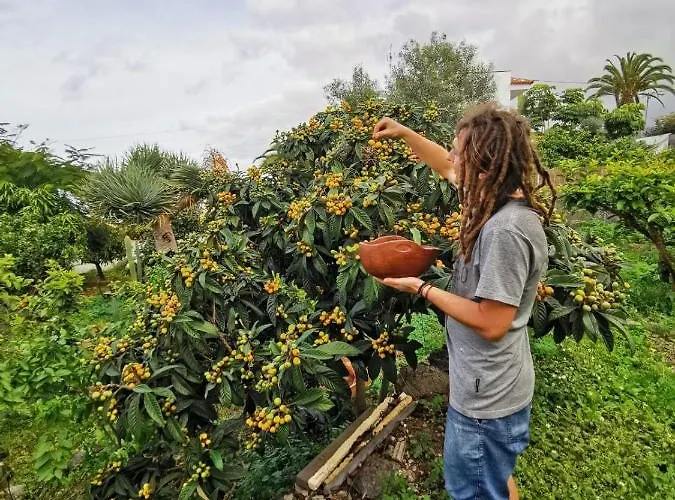 בית הארחה Casa Antonia איקוד דה לוס וינוס